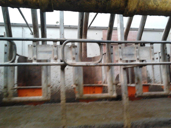 This is where the cows are being fed concentrate during the milking process.